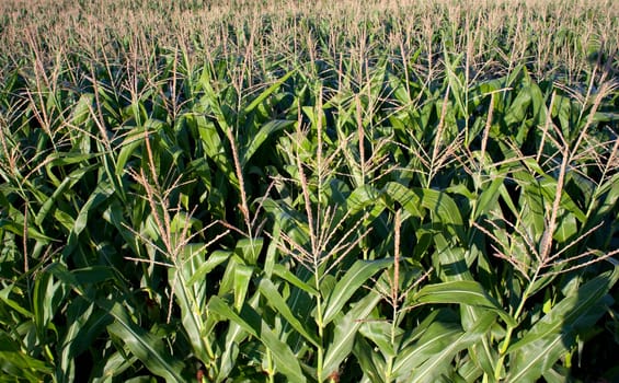 Corn field in the spanish countryside