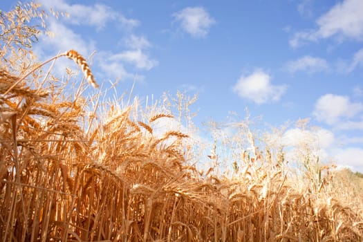 Ears of corn on the blue sky