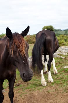 Herd of horses grazing, Spain