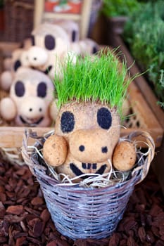 View of a puppet Plant