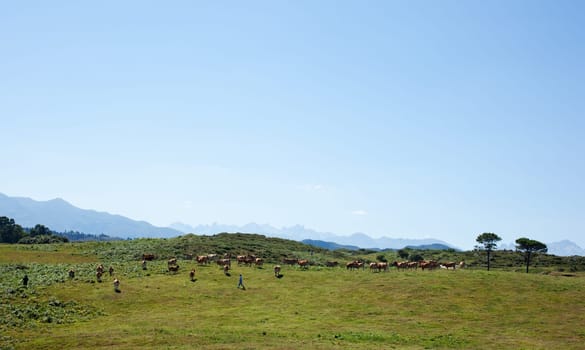 Herd of cows grazing on the grass