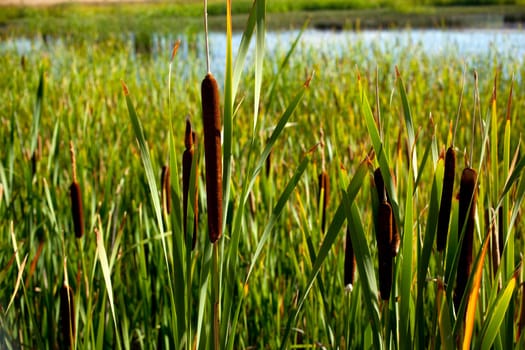 Cane thicket in the spanish countryside