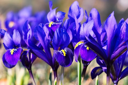 Iris reticulata