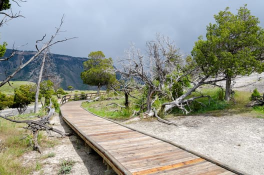 wooden walkway at Mammoth Hot Springs in Yellowstone National Park in Wyoming in the United States of America