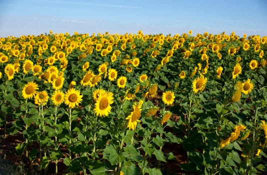 View of Sunflowers field, Spanish countryside
