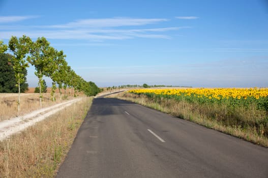 Road next to sunflowers field