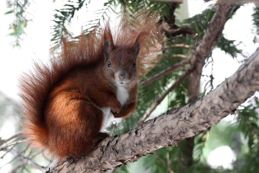 The squirrel (Sciurus vulgaris)