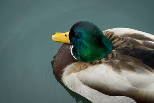 Mallard