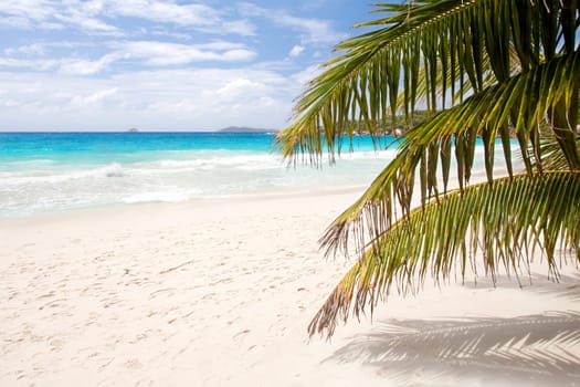 Palm trees on the beach