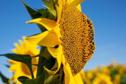 View of Sunflowers field, Spanish countryside