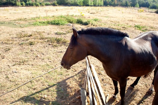 Brown horse in the farm