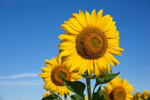 View of Sunflowers field, Spanish countryside