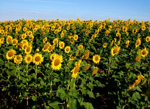 View of Sunflowers field, Spanish countryside