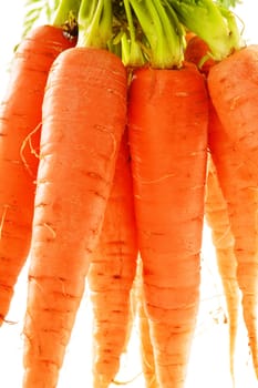 Fresh carrots bunch isolated on whiet background