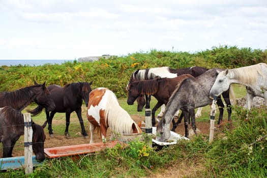 Herd of horses grazing, Spain