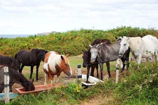 Herd of horses grazing, Spain