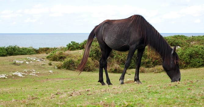 An horse grazing, Nueva - Spain