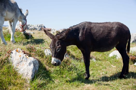 The Donkey next to the church