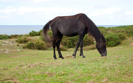 An horse grazing, Nueva - Spain