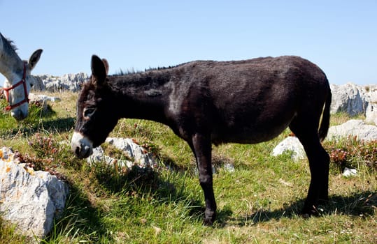 The Donkey next to the church
