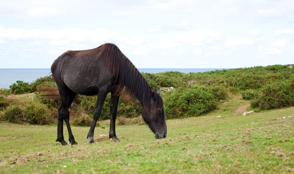 An horse grazing, Nueva - Spain