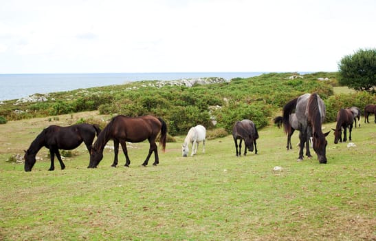 Herd of horses grazing, Spain