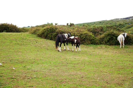 Herd of horses grazing, Spain