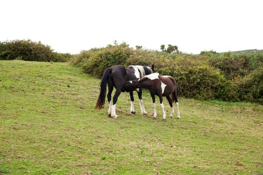 Herd of horses grazing, Spain
