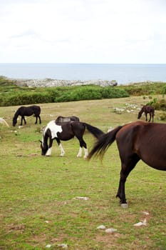 Herd of horses grazing, Spain