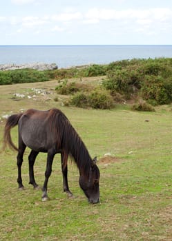 An horse grazing, Nueva - Spain