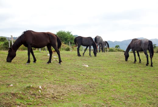 Herd of horses grazing, Spain
