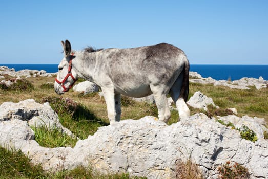 The Donkey next to the church