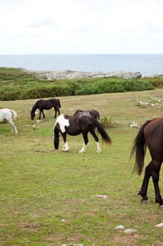 Herd of horses grazing, Spain