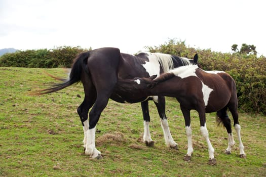 Herd of horses grazing, Spain
