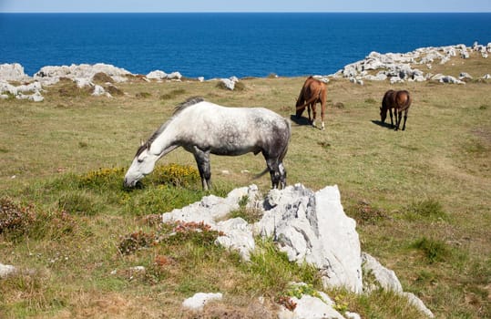Horse grazing in the mountains of Nueva de Llanes in Spain