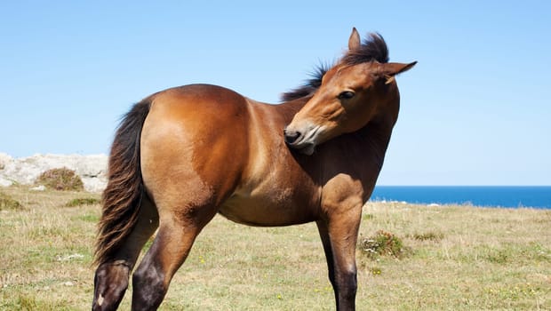 Horse grazing in the mountains of Nueva de Llanes in Spain