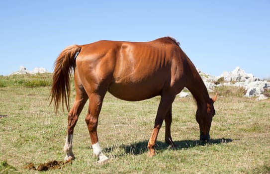 Horse grazing in the mountains of Nueva de Llanes in Spain
