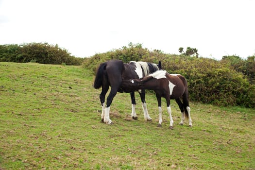 Herd of horses grazing, Spain