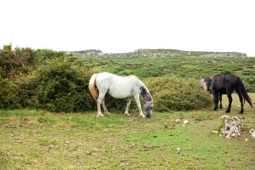 Herd of horses grazing, Spain