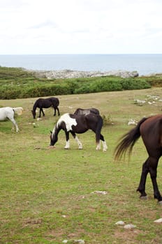 Herd of horses grazing, Spain