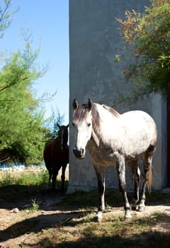 White horse next to the church