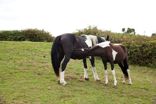 Herd of horses grazing, Spain