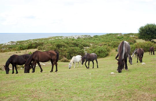 Herd of horses grazing, Spain