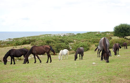 Herd of horses grazing, Spain
