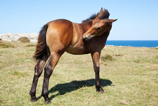 Horse grazing in the mountains of Nueva de Llanes in Spain