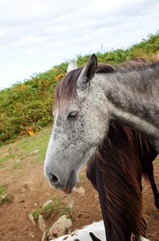 Herd of horses grazing, Spain