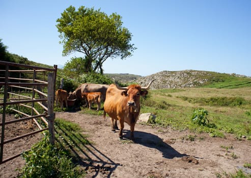 Herd of cows grazing on the grass