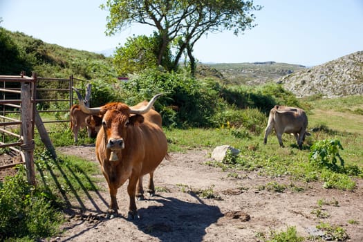 Herd of cows grazing on the grass