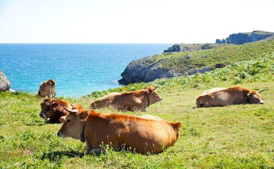 Herd of cows grazing next to sea