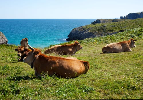 Herd of cows grazing next to sea